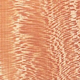 Platane furnier  width=