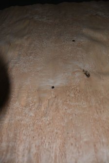 Karelische Birke Furnier 145 x 86 | 0.6mm | 1,247m&sup2;