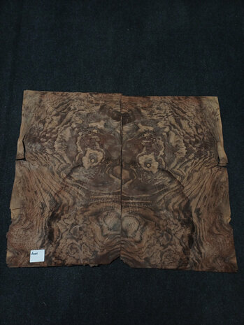 Wurzelholz furnier 67 x 38 - 38 cm | 0.6 mm | 0,3819 m&sup2;